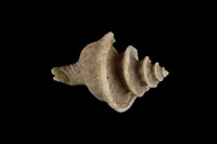 藏品(旋梯花仙螺)的圖片